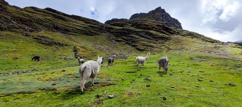lares trek  alpacas - Información sobre el Trekking de Lares