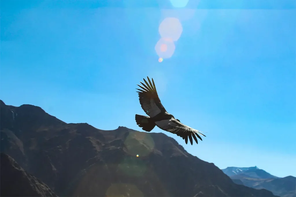 Condor in the Colca Canyon - Arequipa